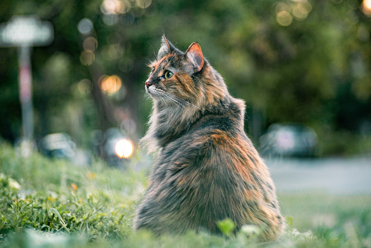Tabby cat in a field