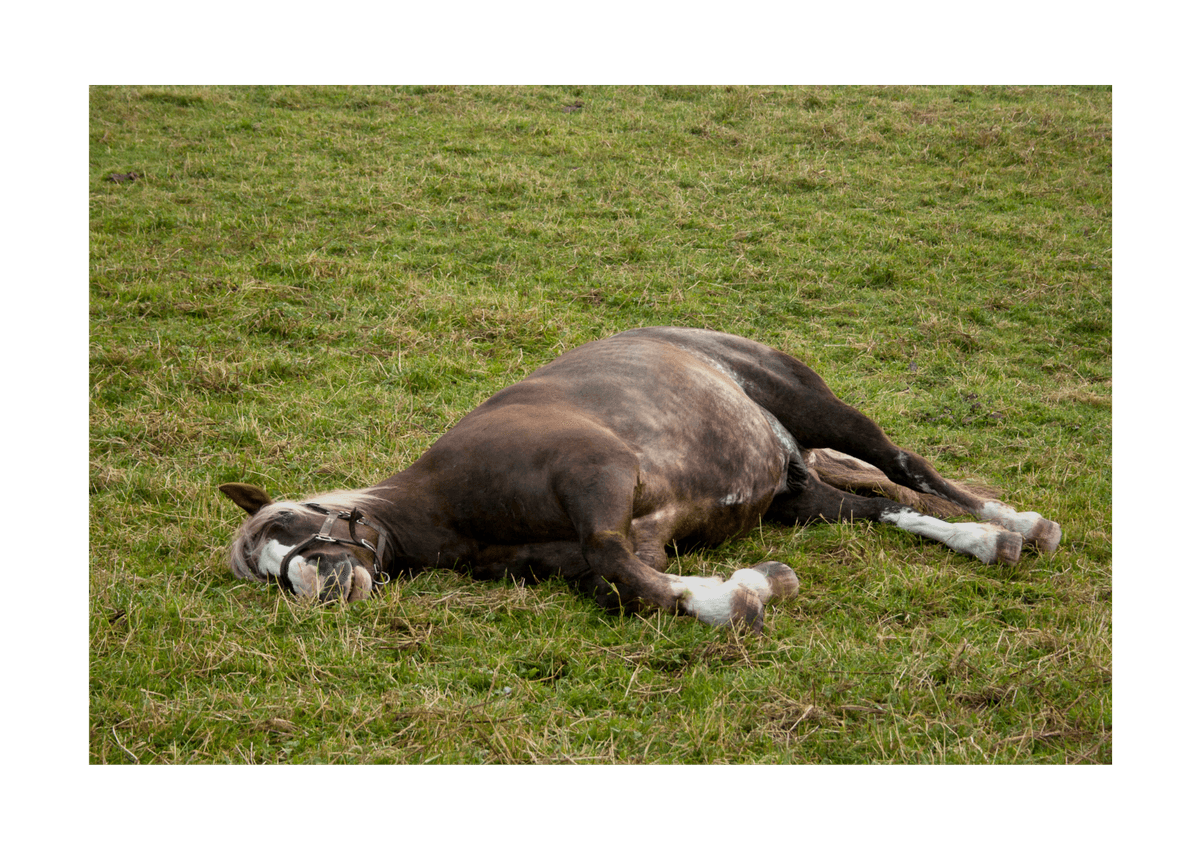 Horse grazing in a field