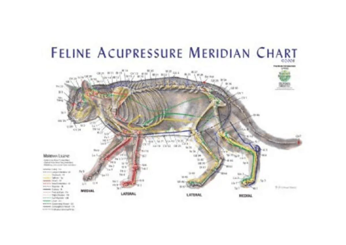 Feline Acupressure Meridian Chart