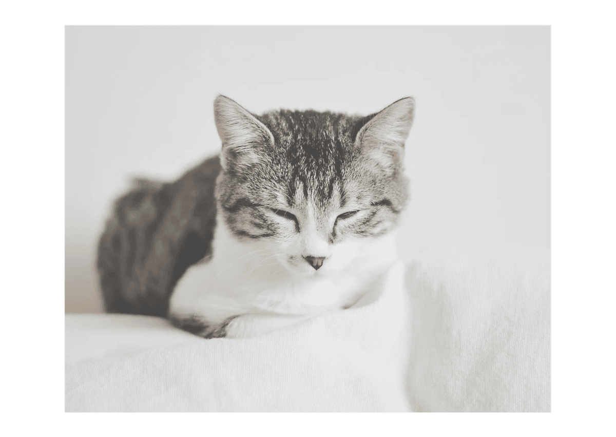 cat grazing in a field