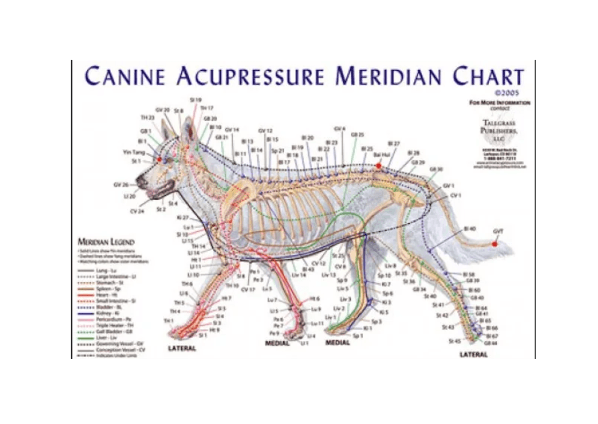 Canine Acupressure Meridian Chart