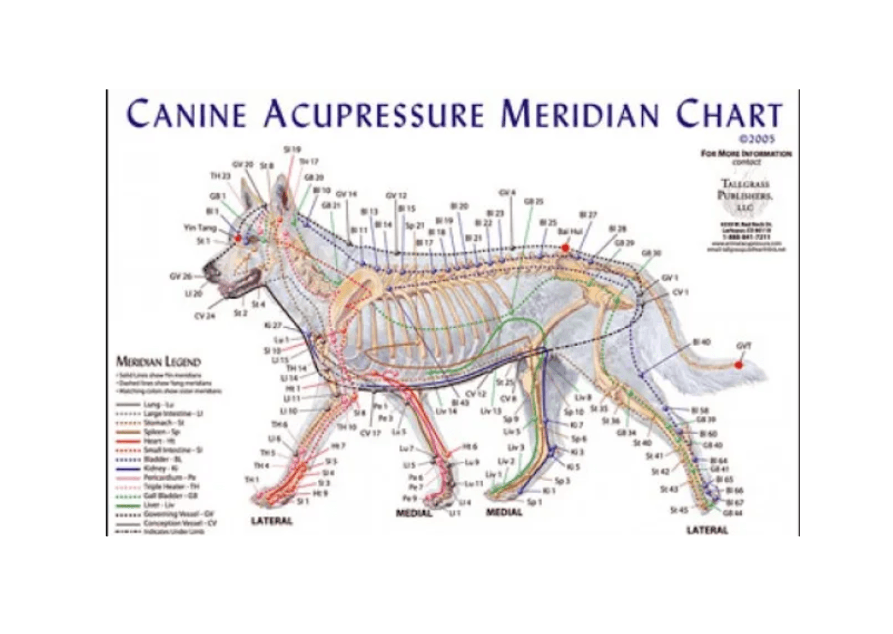 Canine Acupressure Meridian Chart