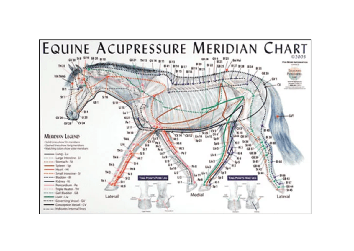 Equine Acupressure Meridian Chart