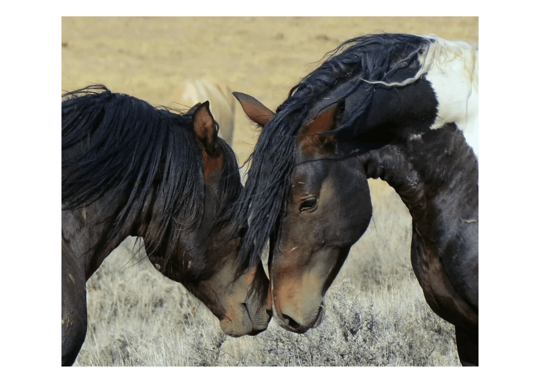 Applying cold laser therapy to a horse's leg