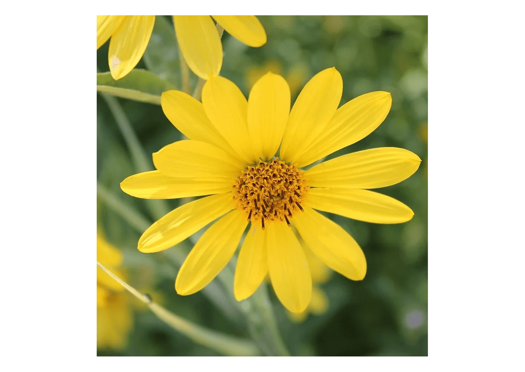 Yellow flower in bloom