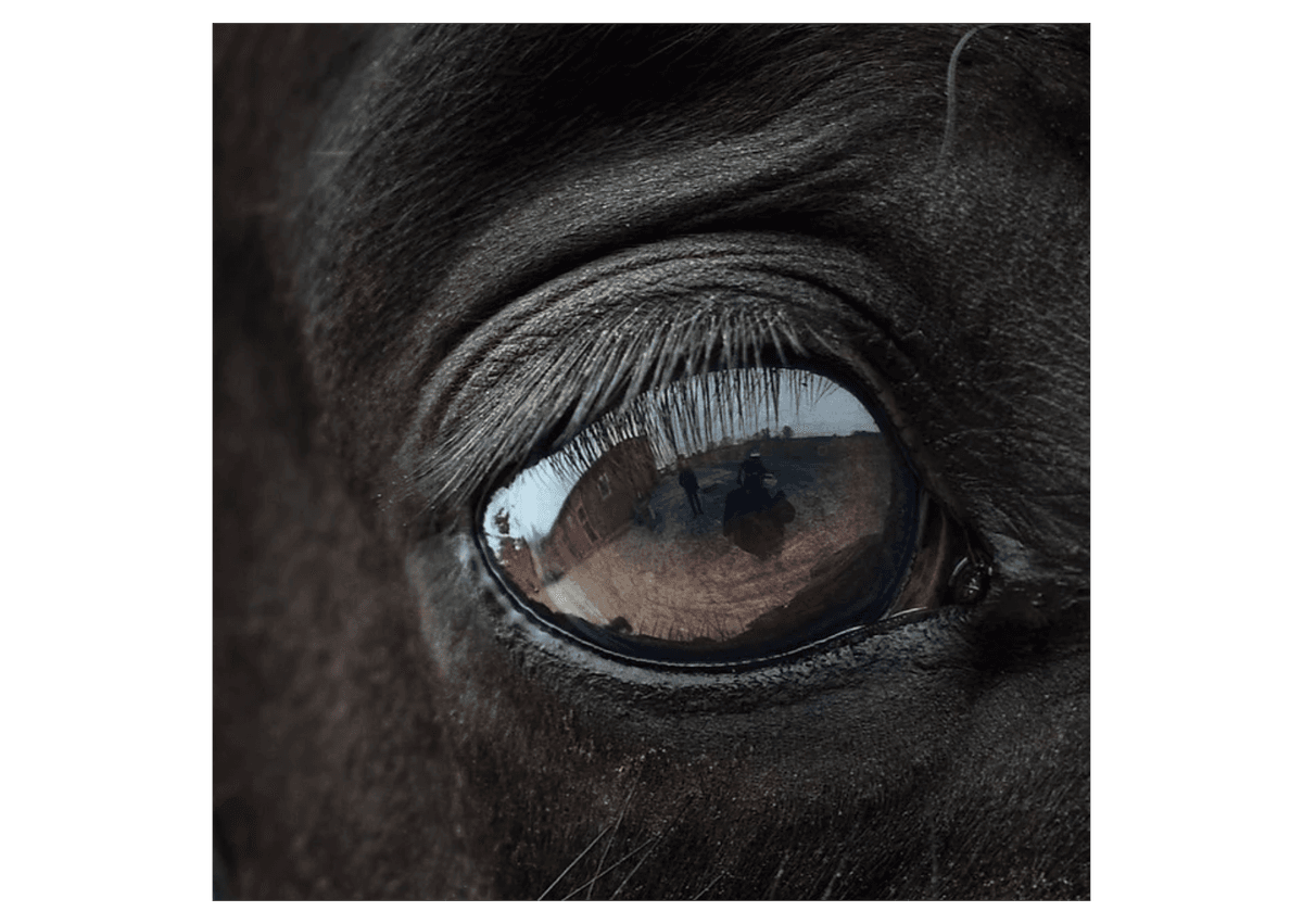 Close-up of a horse's eye