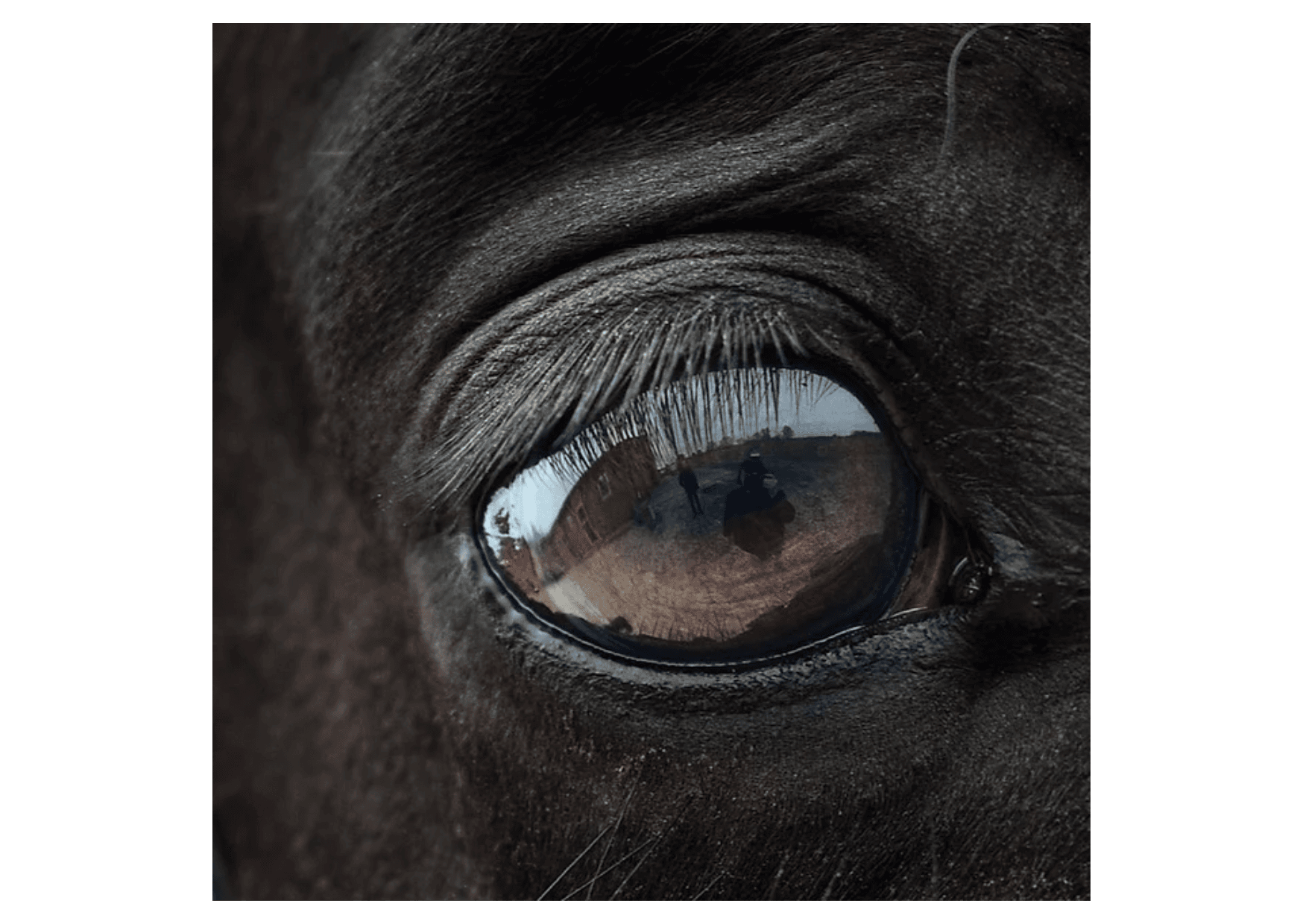 Close-up of a horse's eye