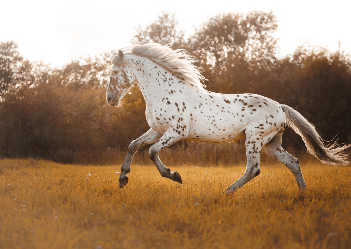 Horse grazing in a field