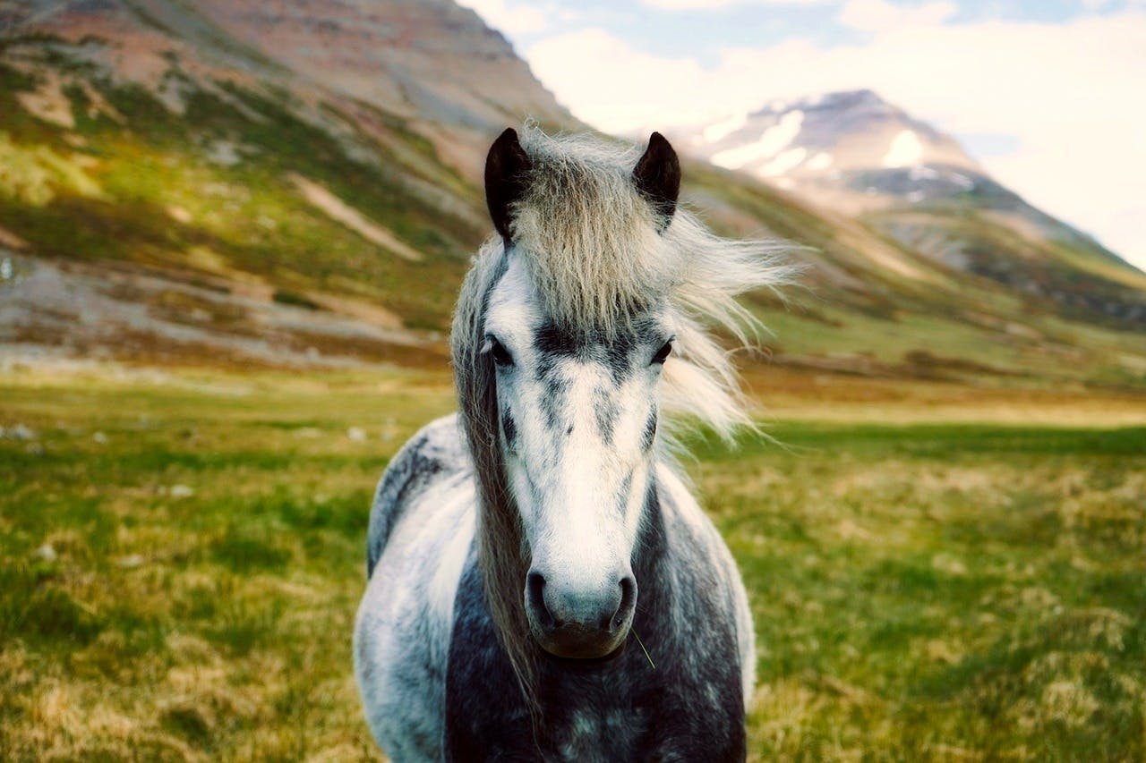 Picture of a grey horse in a field